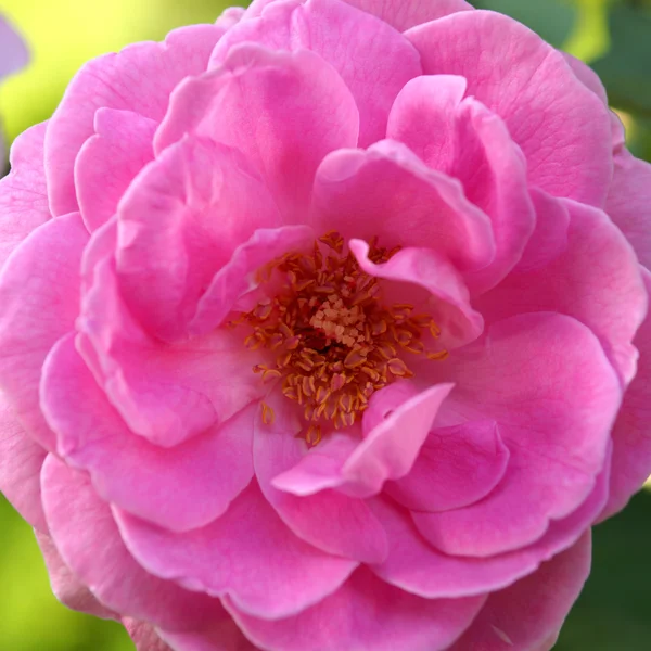 Rosa rosa nella stagione delle piogge . — Foto Stock