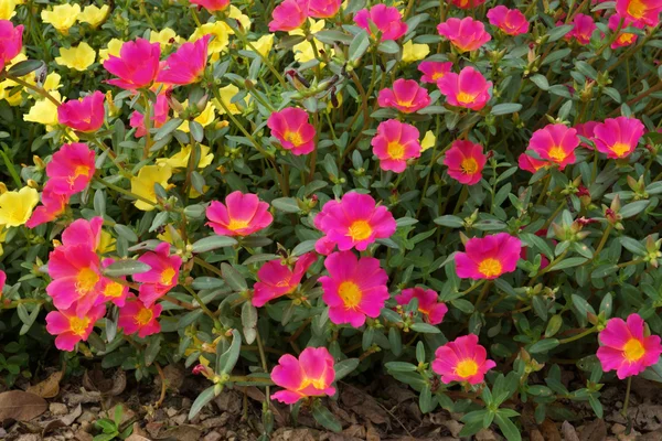 Portulaca fleurs au jardin . — Photo