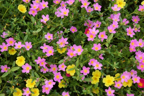 Portulaca-Blumen im Garten. — Stockfoto
