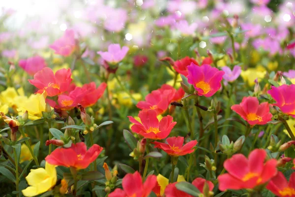 Portulaca flowers at the garden. — Stock Photo, Image