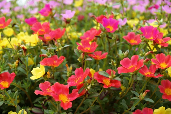 Flores de Portulaca no jardim . — Fotografia de Stock