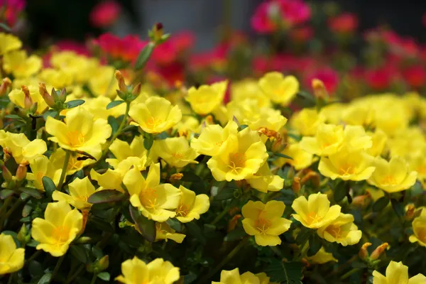 Flores de Portulaca no jardim . — Fotografia de Stock