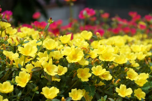 马齿苋花在花园里. — 图库照片