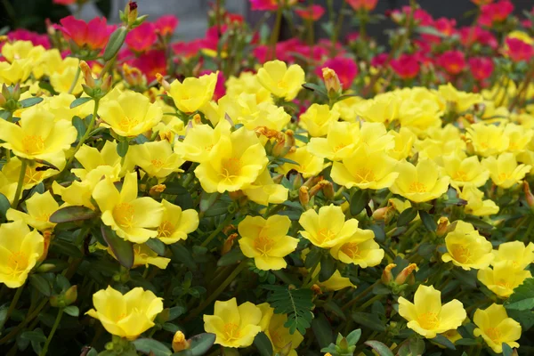 Portulaca flowers at the garden. — Stock Photo, Image