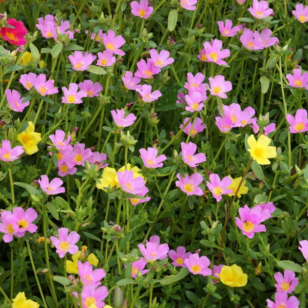 Γλιστρίδα λουλούδια στον κήπο. — Φωτογραφία Αρχείου