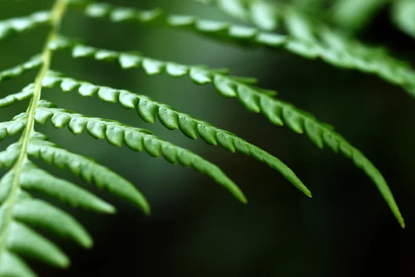 Green Fern in tropical forests. — Stock Photo, Image