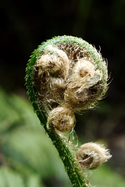 Groene fern in tropische bossen. — Stockfoto