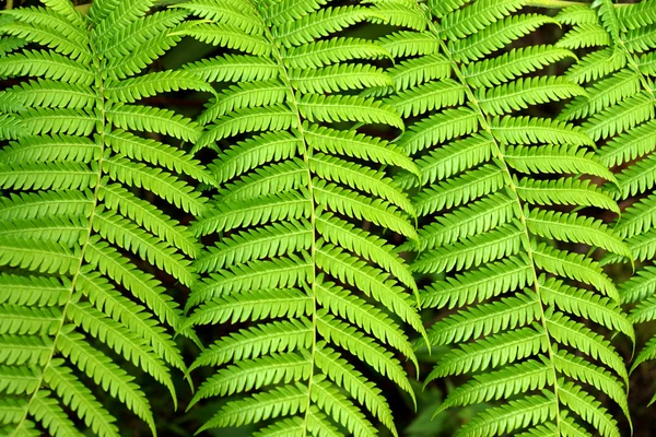 Helecho verde en los bosques tropicales . — Foto de Stock