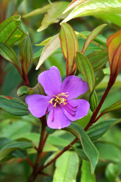 Malabar melastome (Indian rhododendron) — Stock Photo, Image