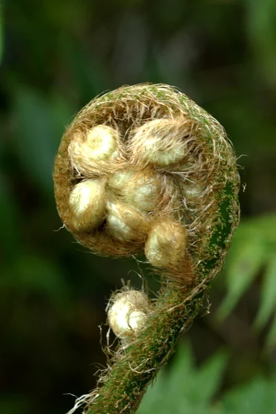 Helecho verde en los bosques tropicales . — Foto de Stock