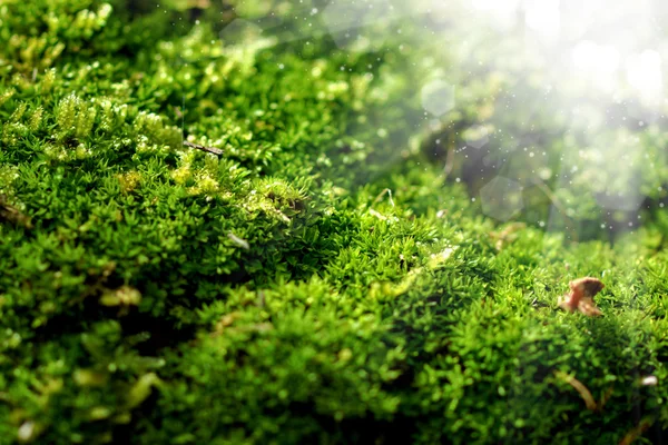 Bark and moss — Stock Photo, Image