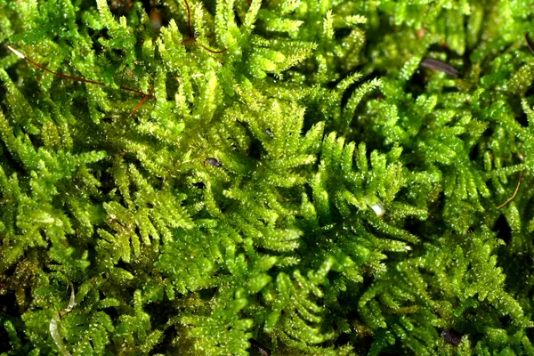 Bark and moss — Stock Photo, Image