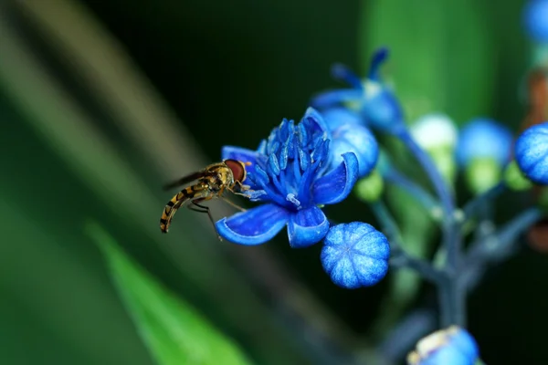 Blauwe wilde bloemen. — Stockfoto