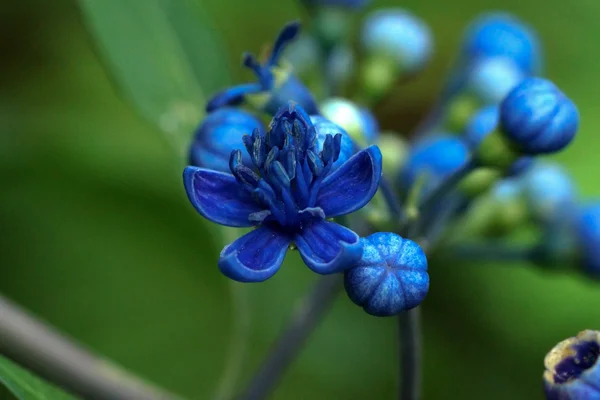 Niebieskie kwiaty dzikiego. — Zdjęcie stockowe