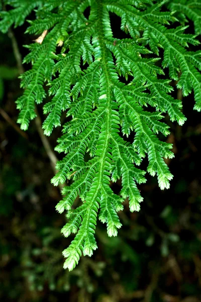 Frische grüne Blätter eines Farns (Spitzmoos-Familie)) — Stockfoto