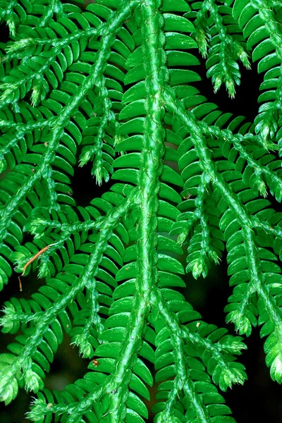 Folhas verdes frescas de uma samambaia (família Spike Moss ) — Fotografia de Stock