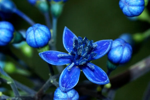 Niebieskie kwiaty dzikiego. — Zdjęcie stockowe
