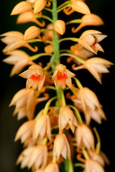 Orquídea selvagem laranja macia . — Fotografia de Stock