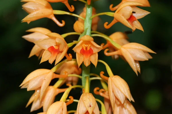 Wild orchid orange soft. — Stock Photo, Image