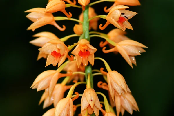 Orquídea selvagem laranja macia . — Fotografia de Stock