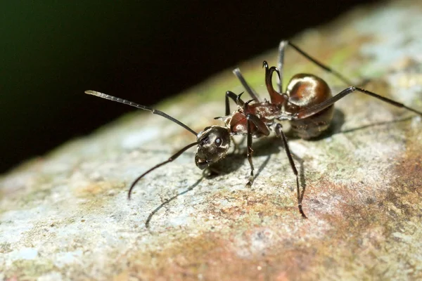 Fish-hook ant (Polyrhachis armata) — Stock Photo, Image