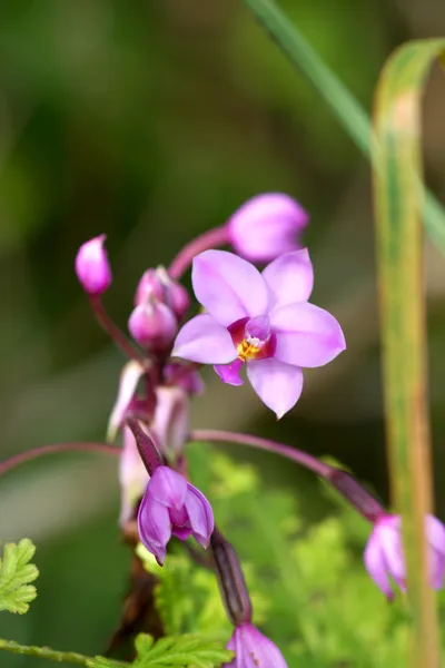 Topfpflanzen-Orchidee — Stockfoto