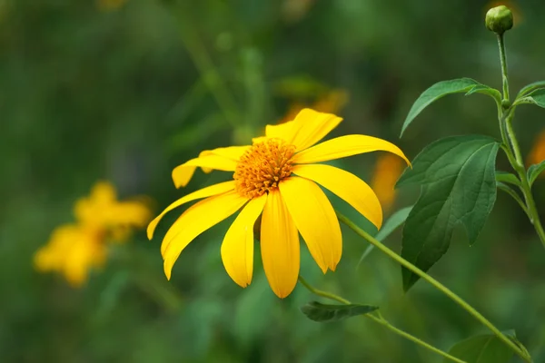 Mexikanisches Sonnenblumenkraut — Stockfoto