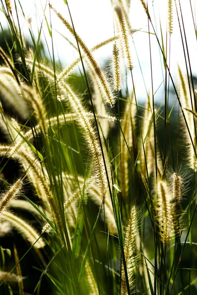 Fiore erba impatto luce solare. — Foto Stock