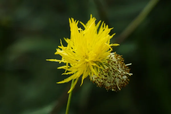 Flor amarilla de mimosa de agua, planta sensible al agua . — Foto de Stock