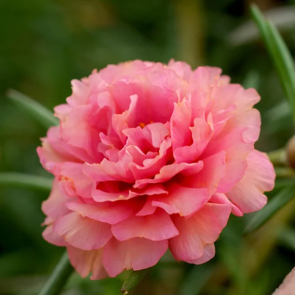 Portulaca blommor i trädgården. — Stockfoto