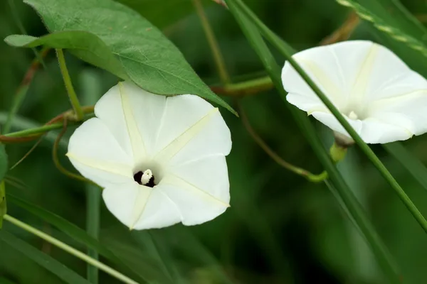 野生の花. — ストック写真