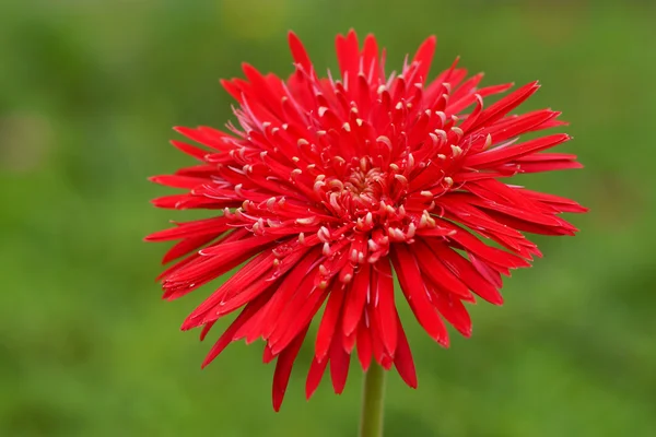 Daisy-gerbera red flowers in garden with green background — Stock Photo, Image