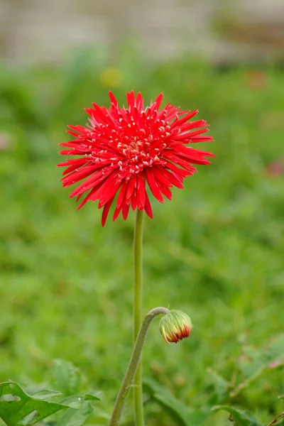 Daisy-gerbera fleurs rouges dans le jardin avec fond vert — Photo