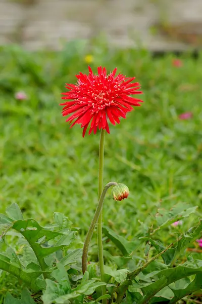 Daisy-gerbera fleurs rouges dans le jardin avec fond vert — Photo