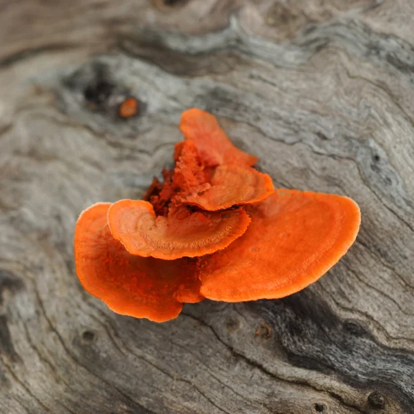 Chicken of the woods one week later — Stock Photo, Image