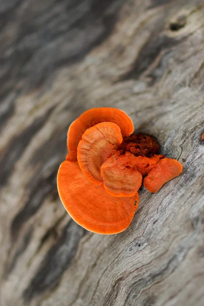 Chicken of the woods one week later — Stock Photo, Image