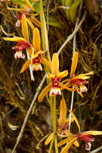 Hermosa flor de orquídea de Cymbidium finlaysonianum . —  Fotos de Stock