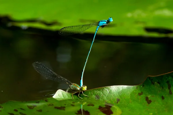 Accouplement de libellules sur la feuille de lotus . — Photo