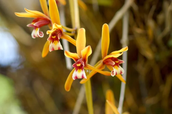 Bellissimo fiore di orchidea di Cymbidium finlaysonianum . — Foto Stock