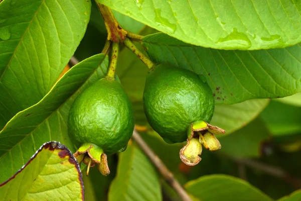 Rå guava på trädet. — Stockfoto