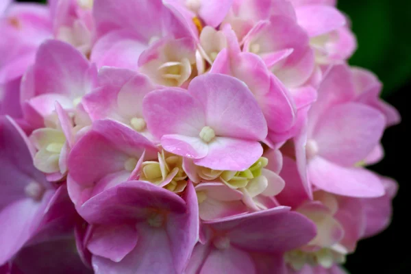 Rosafarbene Hortensie — Stockfoto