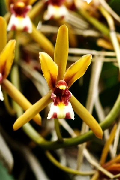 Beautiful orchid flower of Cymbidium finlaysonianum. — Stock Photo, Image