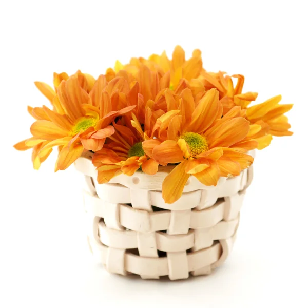 Oranje chrysant op witte achtergrond — Stockfoto