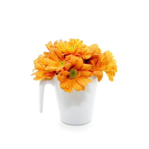 Oranje chrysant op witte achtergrond — Stockfoto