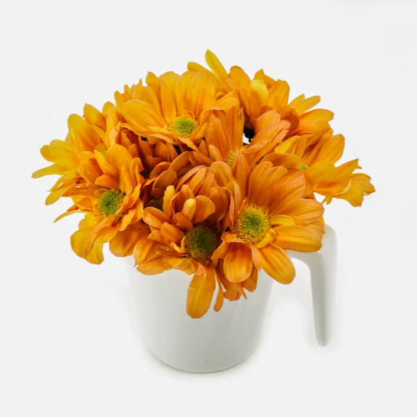 Chrysanthème orange sur fond blanc — Photo