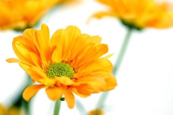 橙色菊 — 图库照片