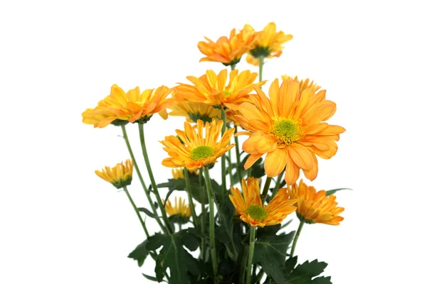 Oranje chrysant op witte achtergrond — Stockfoto