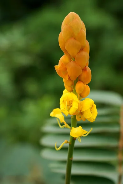 Gul blomma av ringorm bush (cassia alata (l.) roxb.) — Stockfoto
