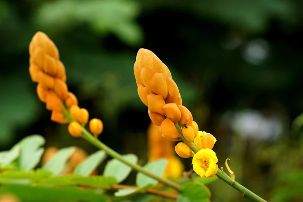 Желтый цветок червя Буша (Cassia alata (L.) Roxb .) — стоковое фото