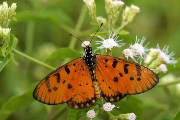 Schmetterling auf weißer Blume Name tawny coster — Stockfoto